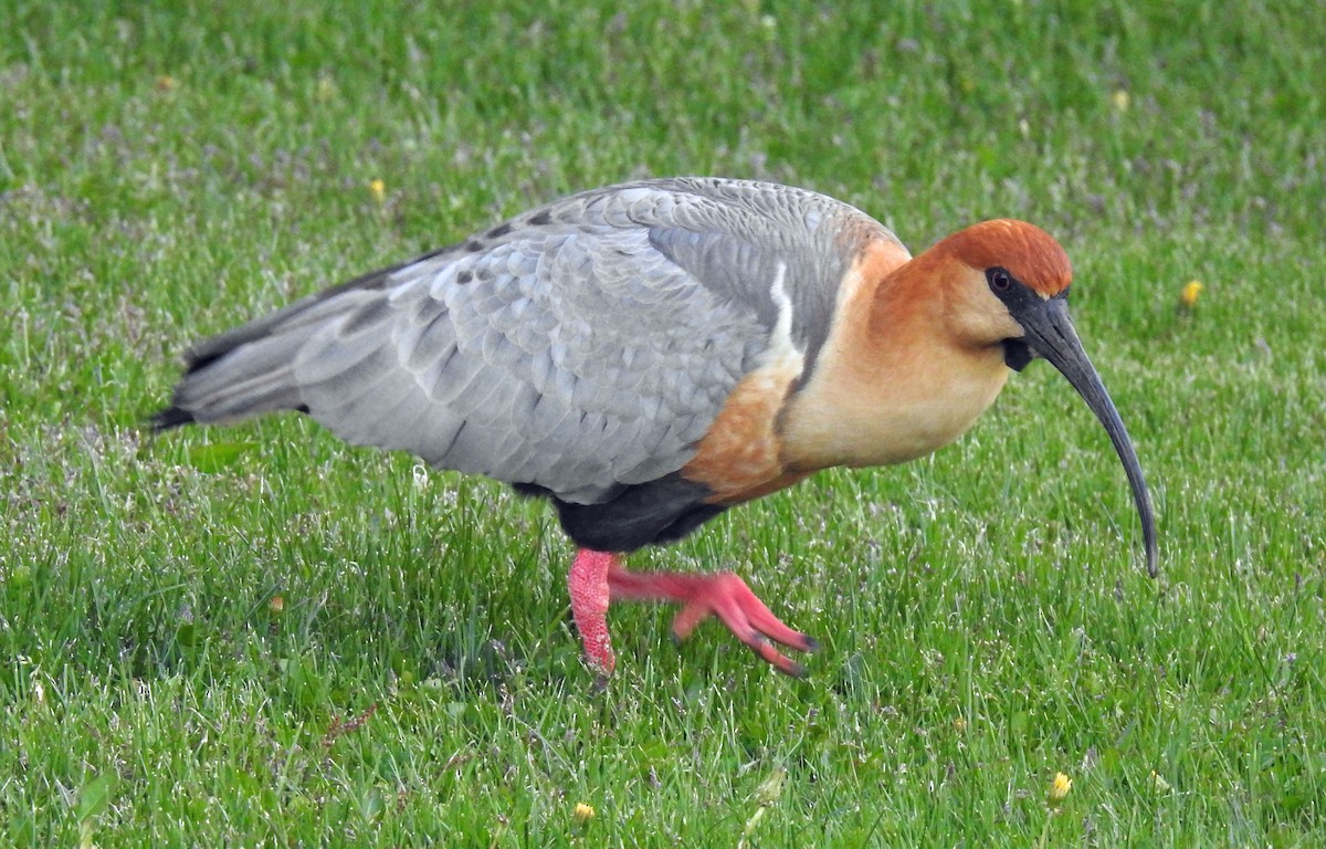 Bandurria Austral - ML645028402