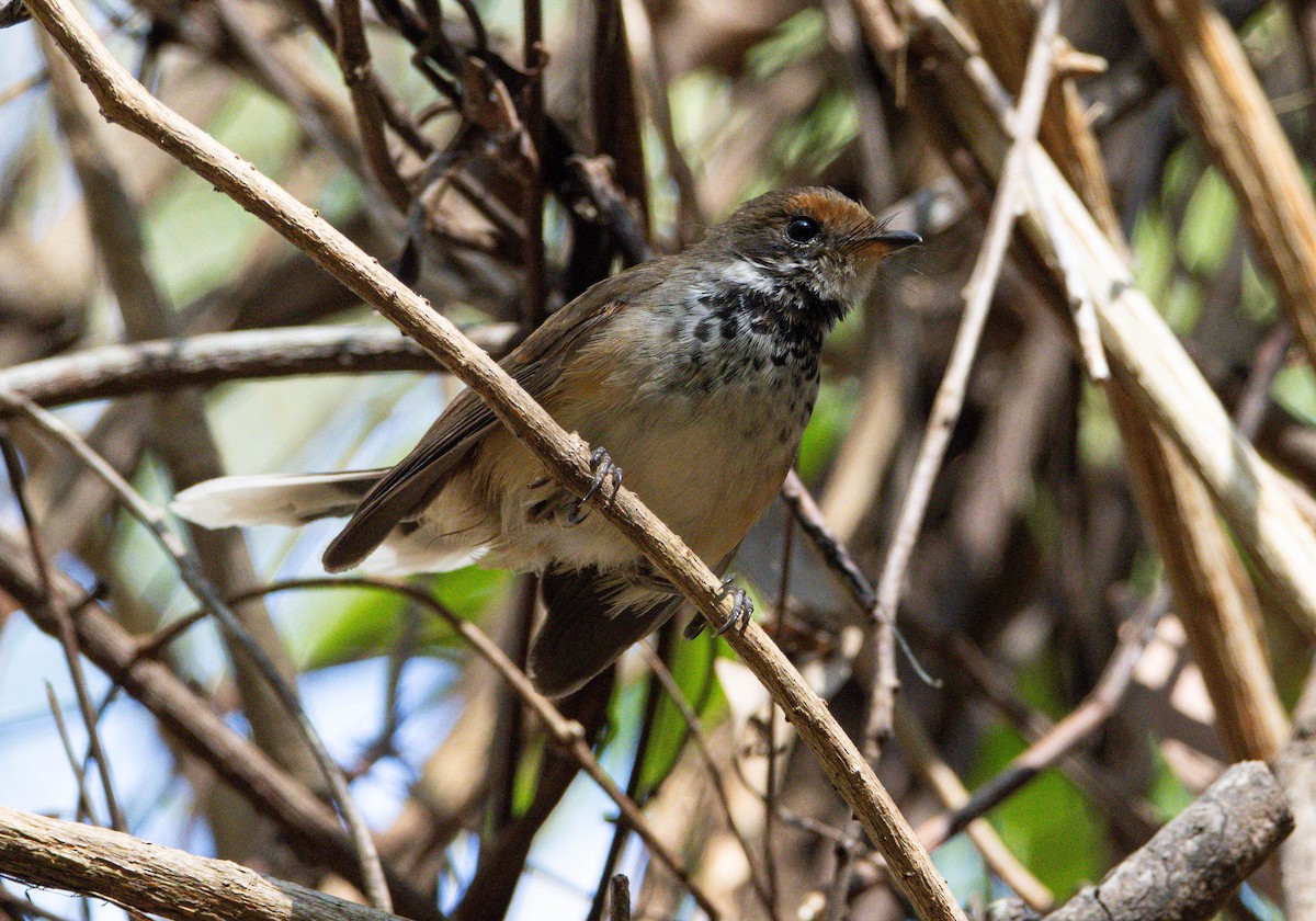 Arafura Fantail - ML645028403