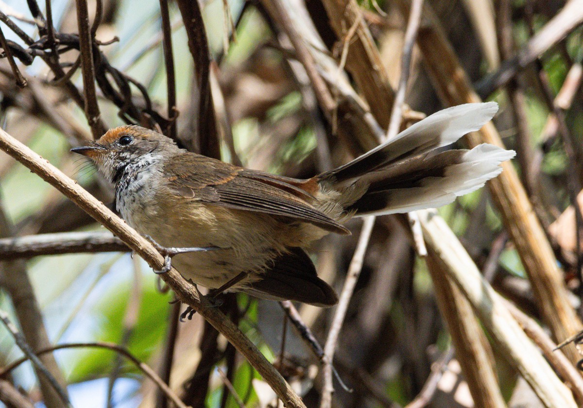 Arafura Fantail - ML645028407