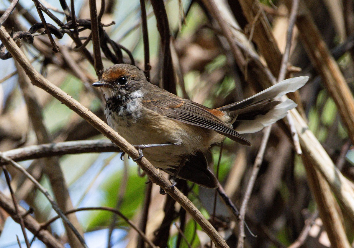 Arafura Fantail - ML645028413