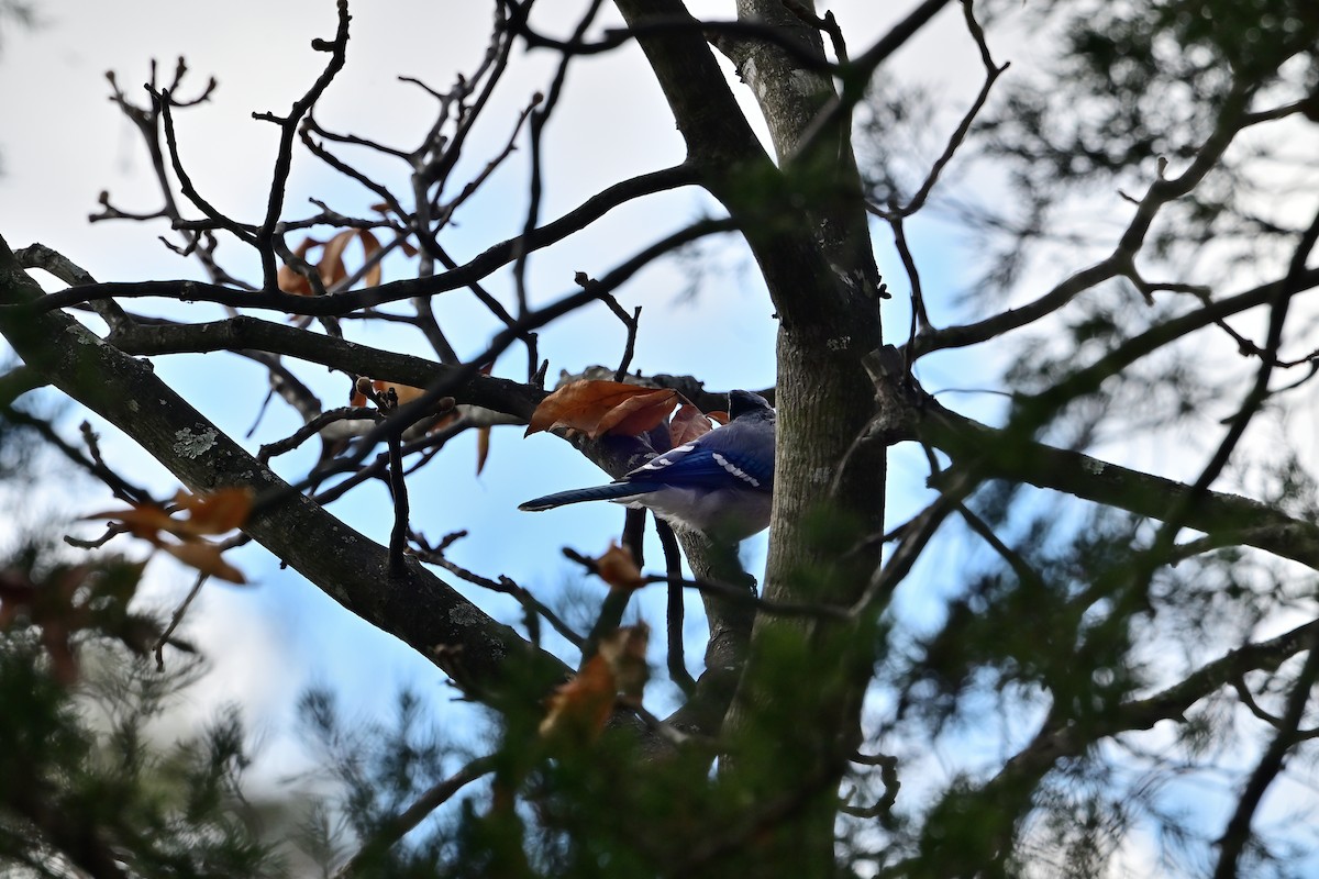 Geai bleu - ML645028417