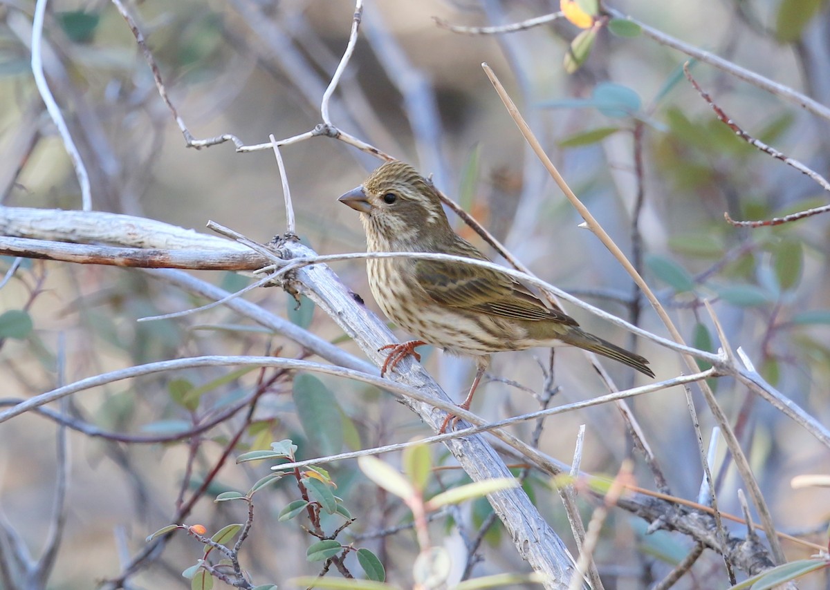 Purple Finch - ML645028422