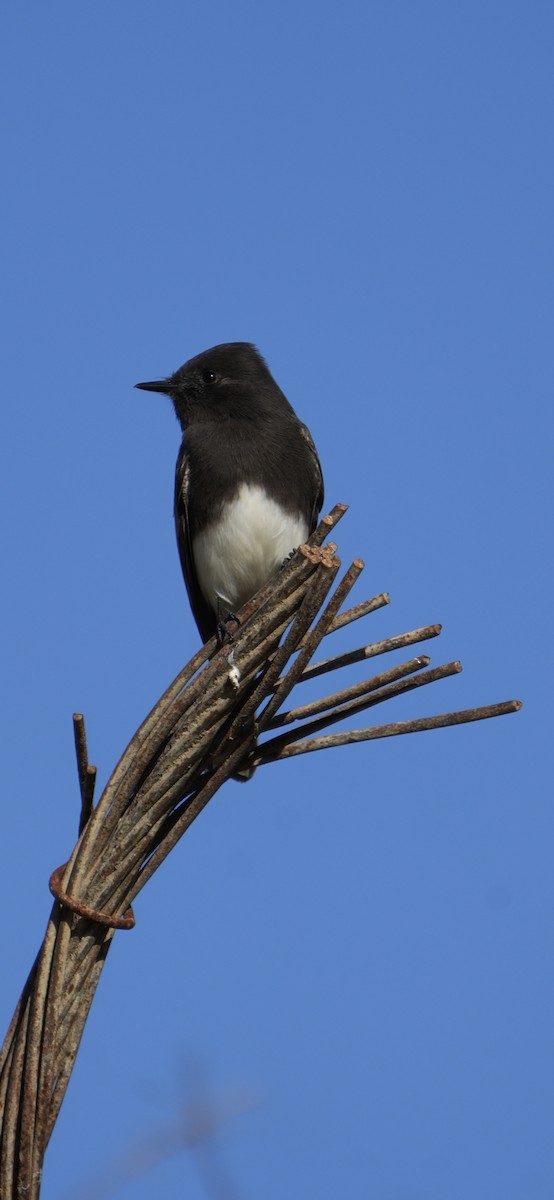 Black Phoebe - ML645028435