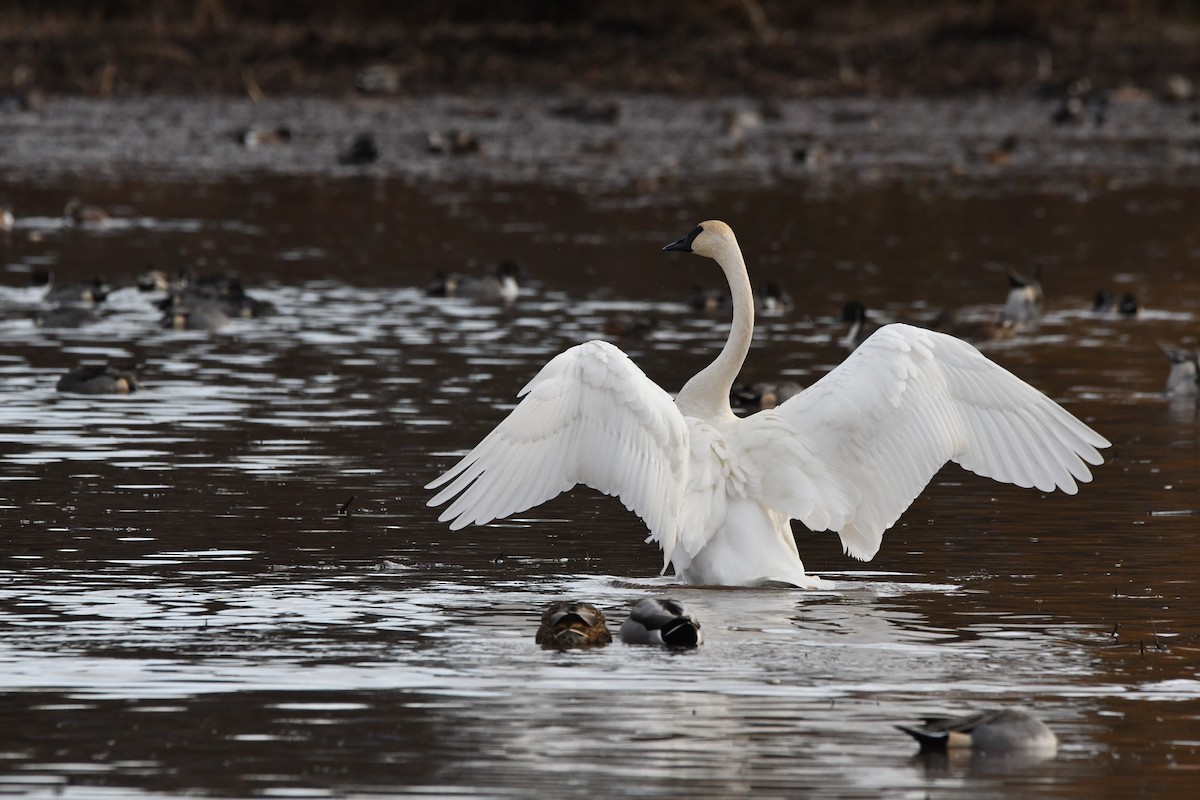 Trumpeter Swan - ML645028437