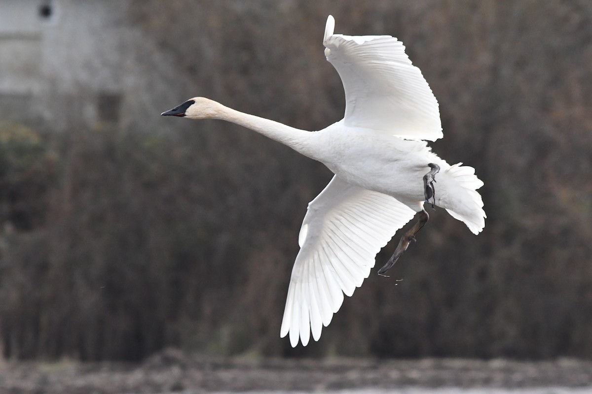 Trumpeter Swan - ML645028438