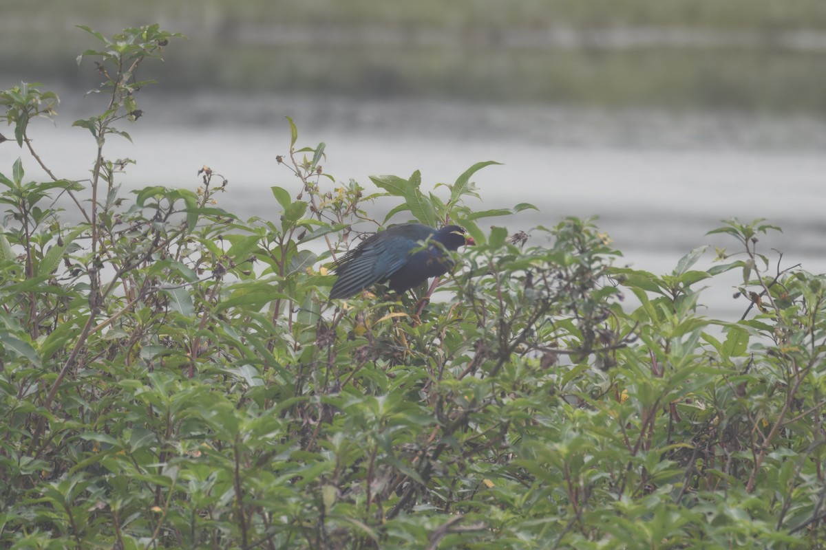 Uroilo urdin amerikarra - ML645028440