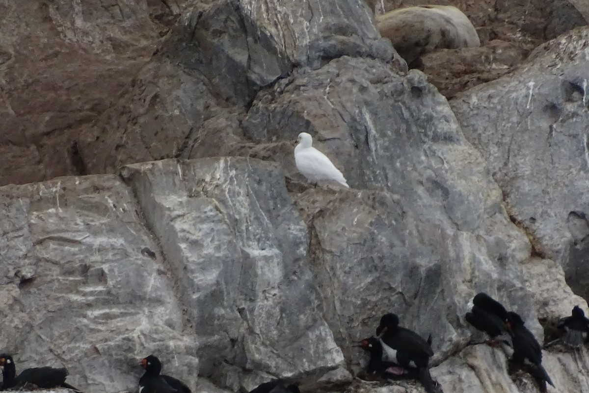 Snowy Sheathbill - ML645028444