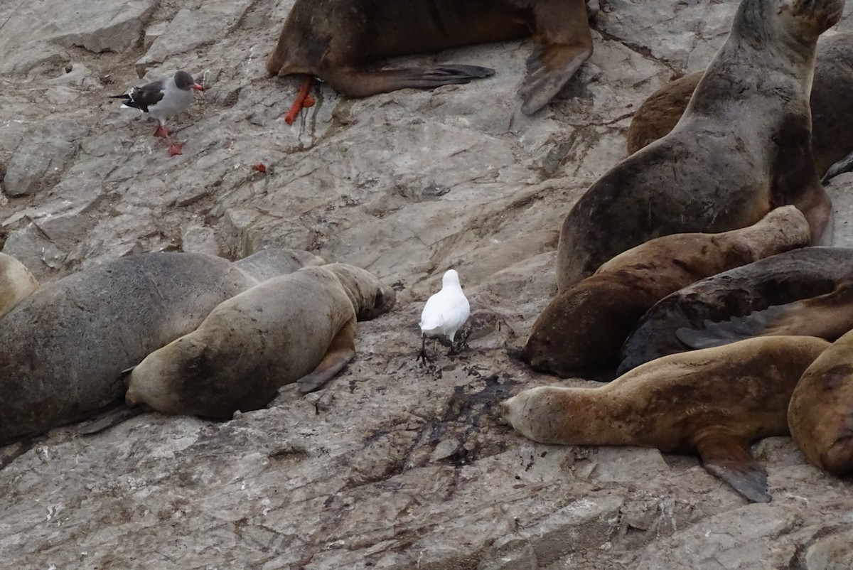 Snowy Sheathbill - ML645028445