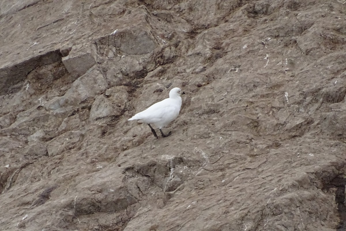 Snowy Sheathbill - ML645028446