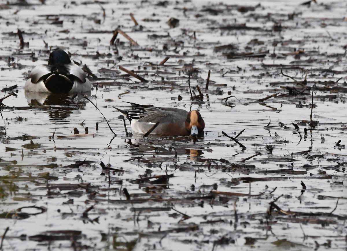 Eurasian Wigeon - ML645028451