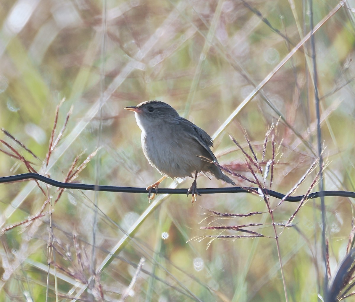 Sedge Wren - ML645028455