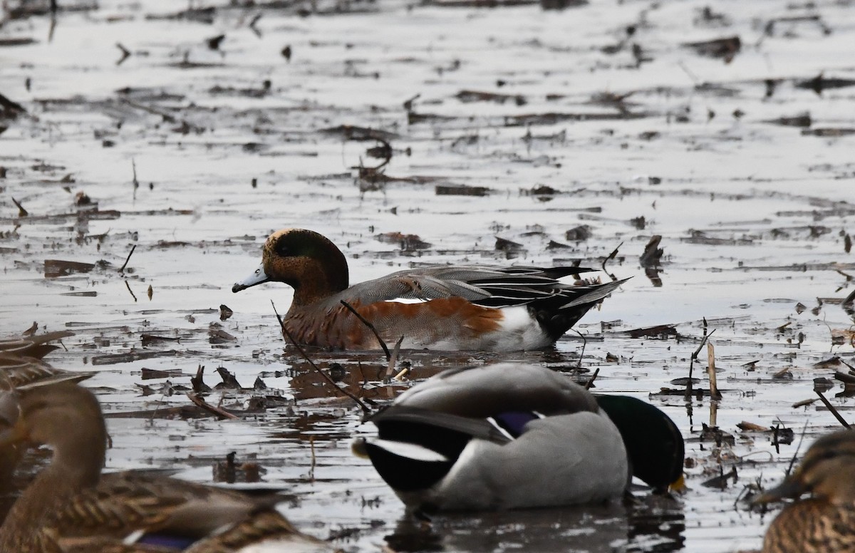 Eurasian x American Wigeon (hybrid) - ML645028457