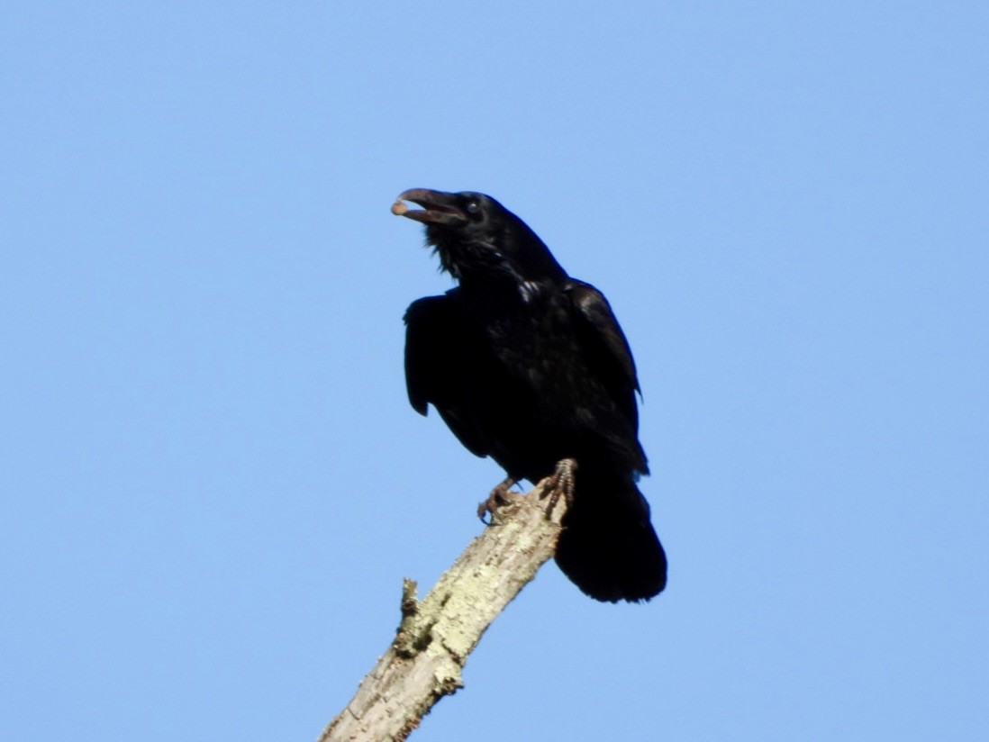 Common Raven - ML645028458