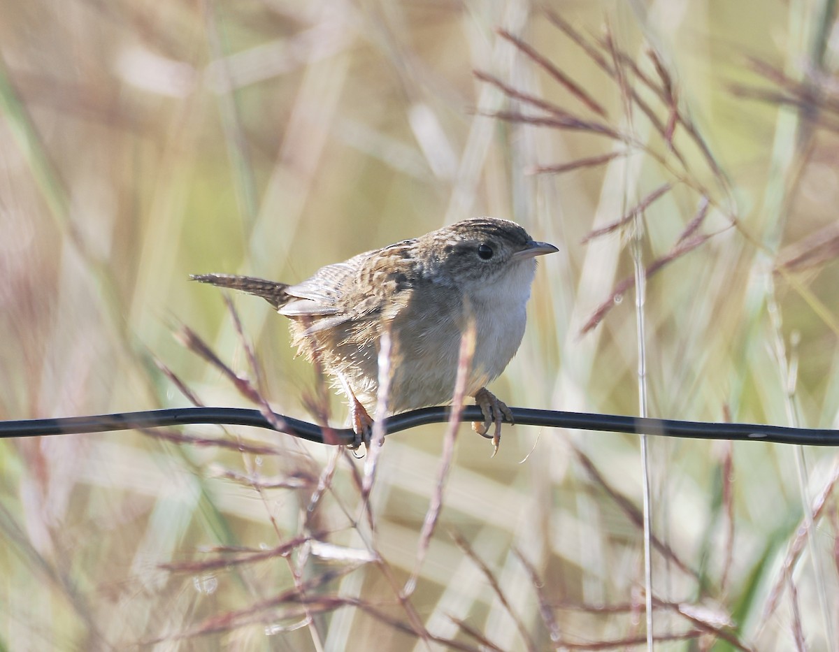 Sedge Wren - ML645028459