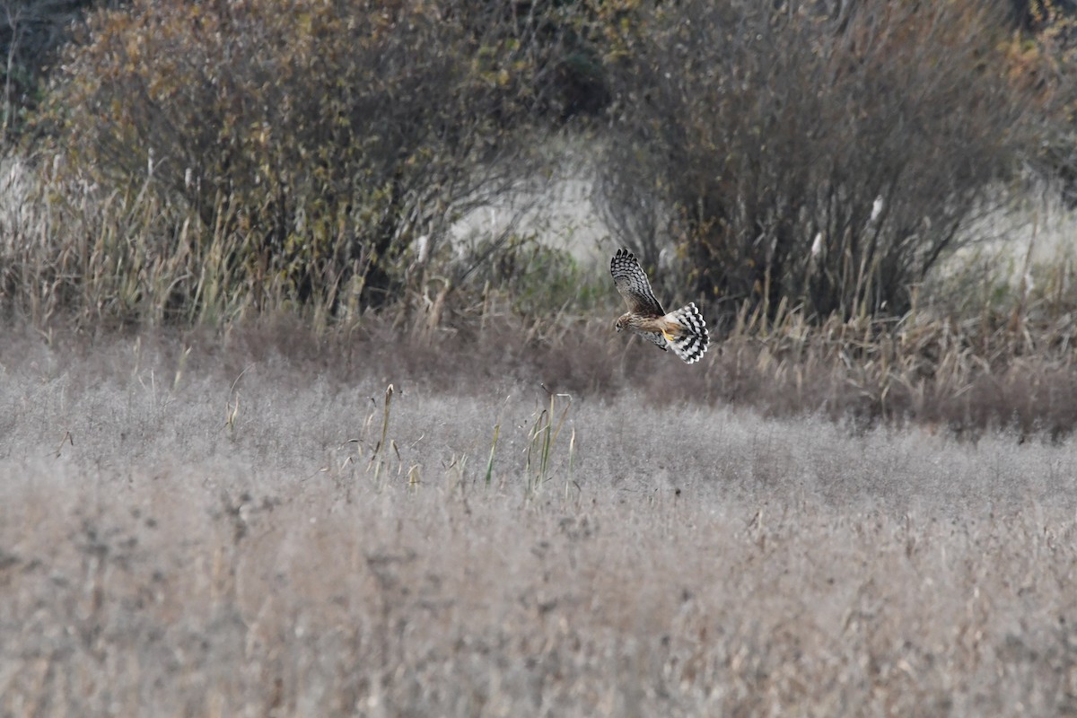 Northern Harrier - ML645028463