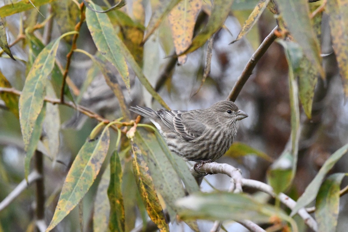 House Finch - ML645028470