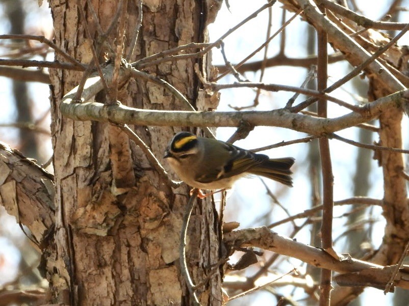 Golden-crowned Kinglet - ML645028476