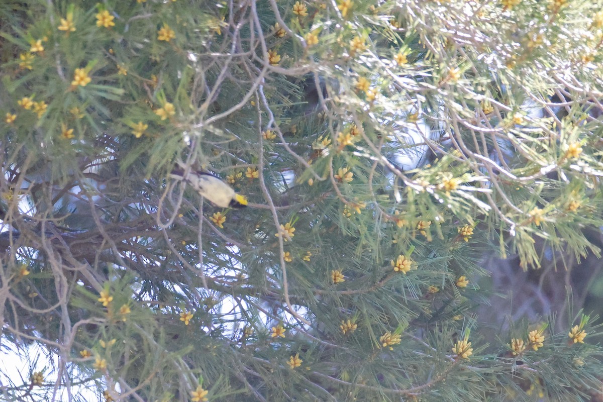 Paruline à tête jaune - ML645028478