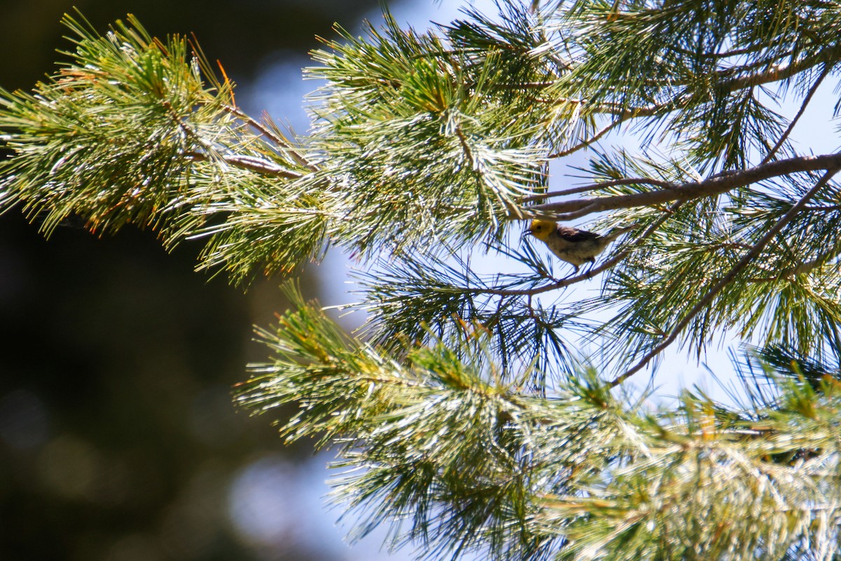 Paruline à tête jaune - ML645028479