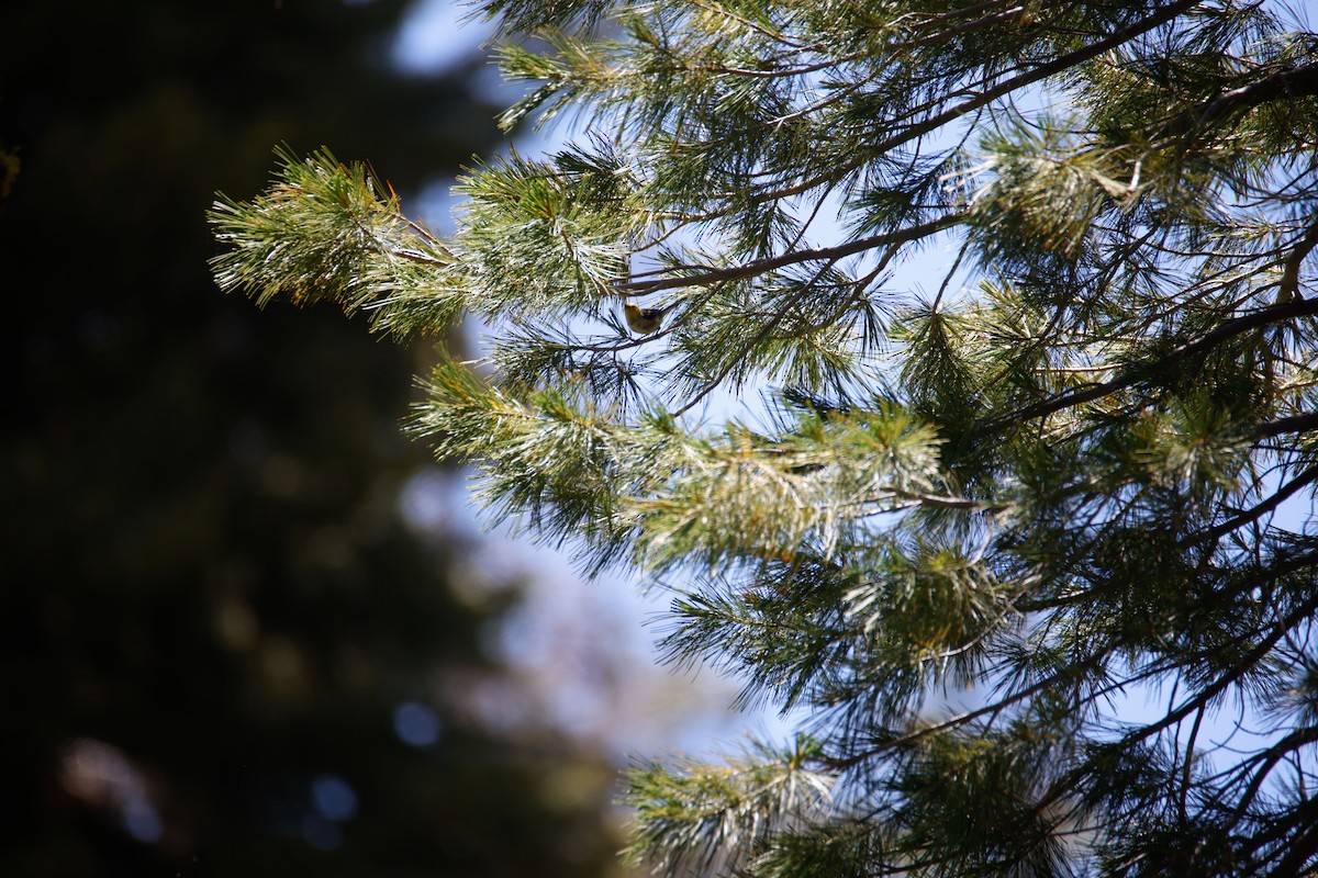 Paruline à tête jaune - ML645028480