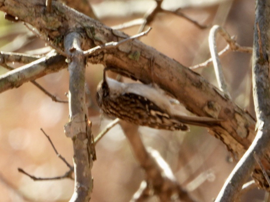 Brown Creeper - ML645028490