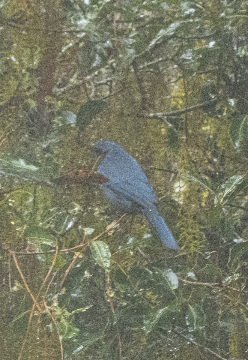 Dwarf Jay - ML645028497