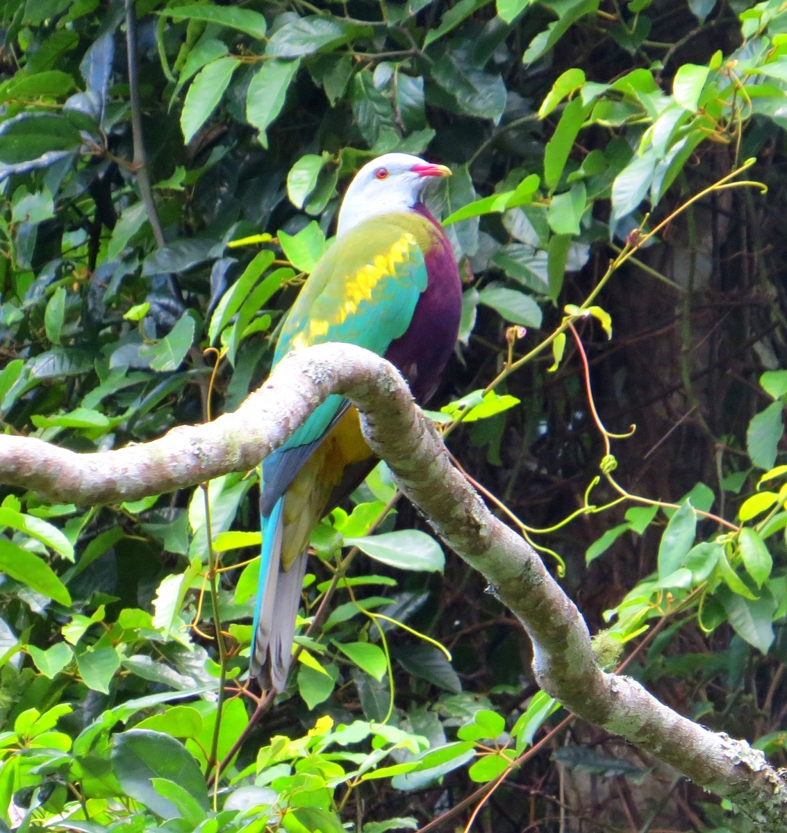 Purpurbrust-Fruchttaube - ML645028506