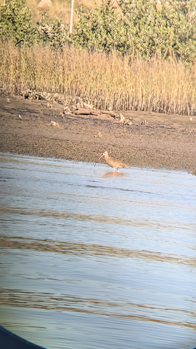 Кульон американський - ML645028509