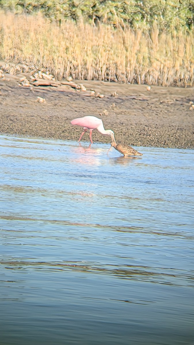 Кульон американський - ML645028510