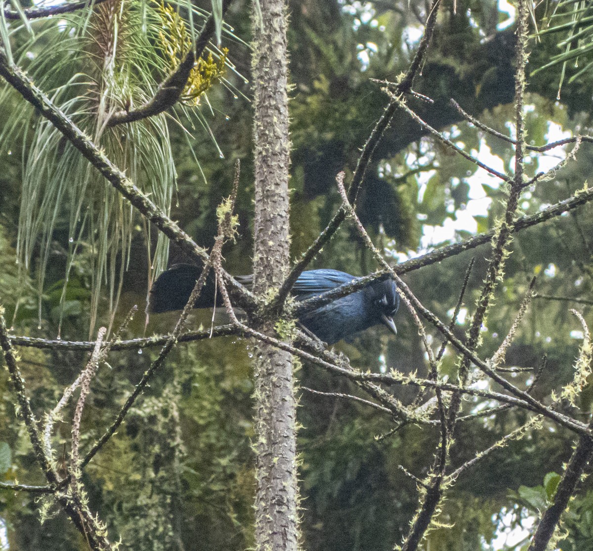 Steller Kargası - ML645028511