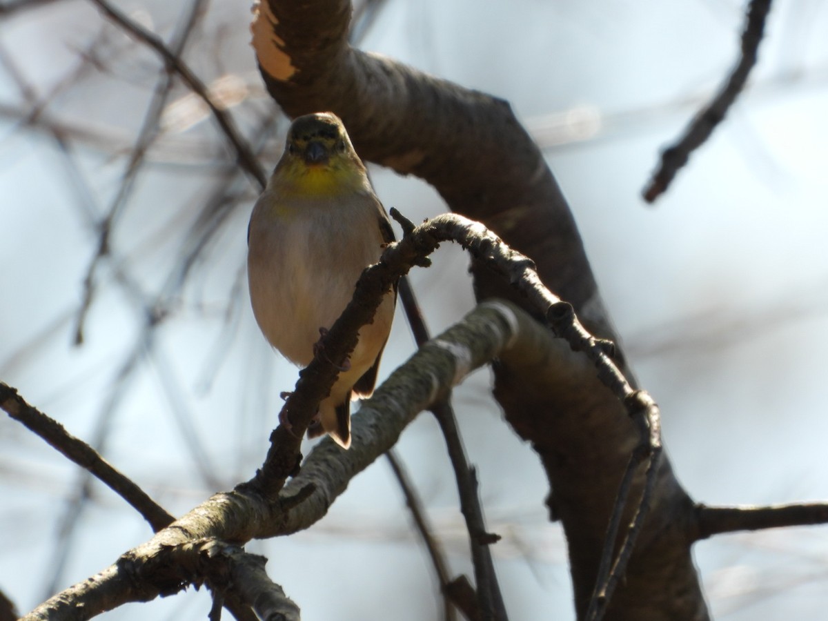 American Goldfinch - ML645028512