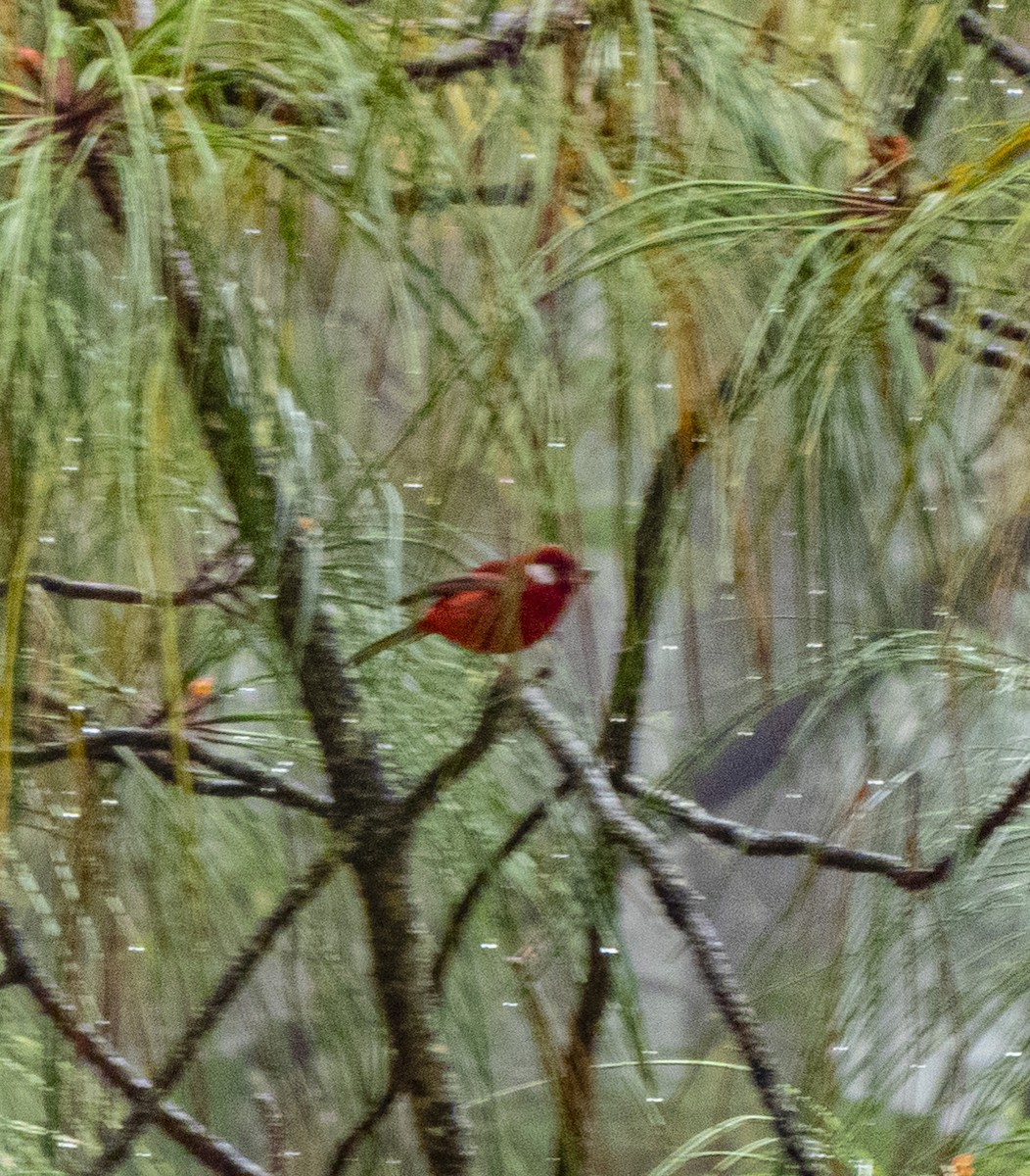 Red Warbler - ML645028520