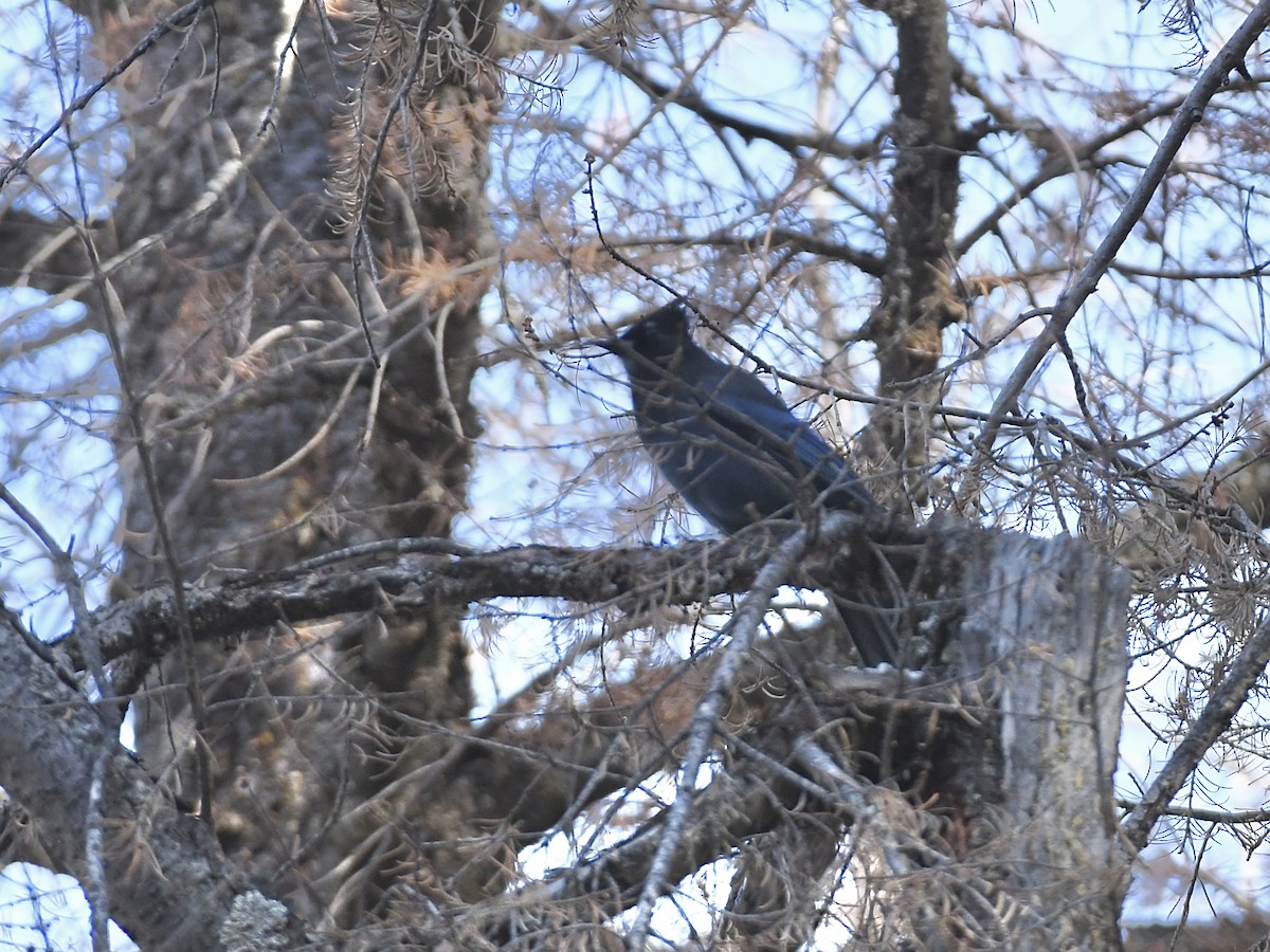 Steller Kargası - ML645028524