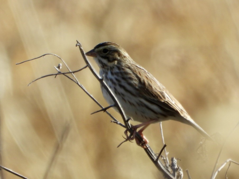 Savannah Serçesi - ML645028548