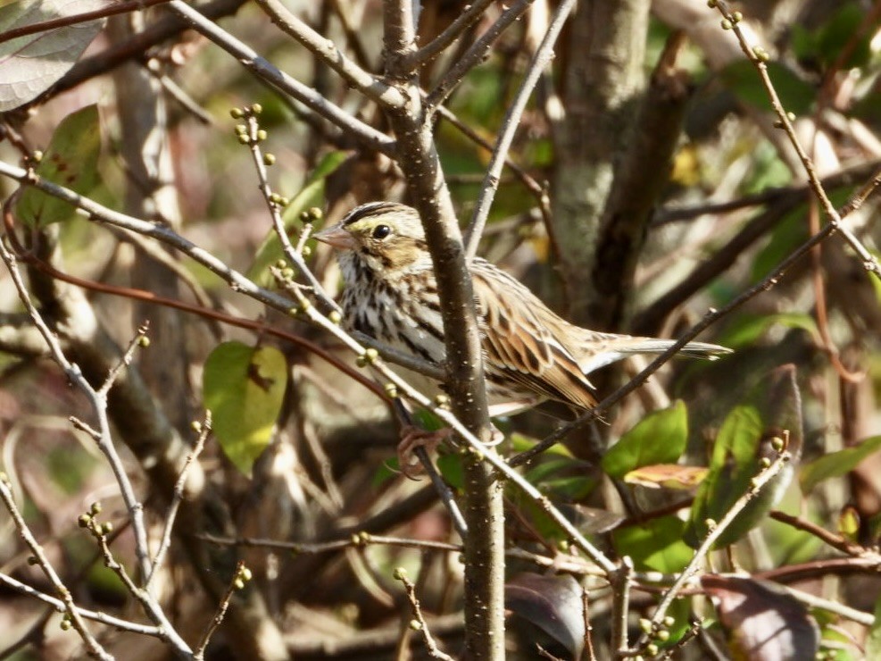 Savannah Serçesi - ML645028549