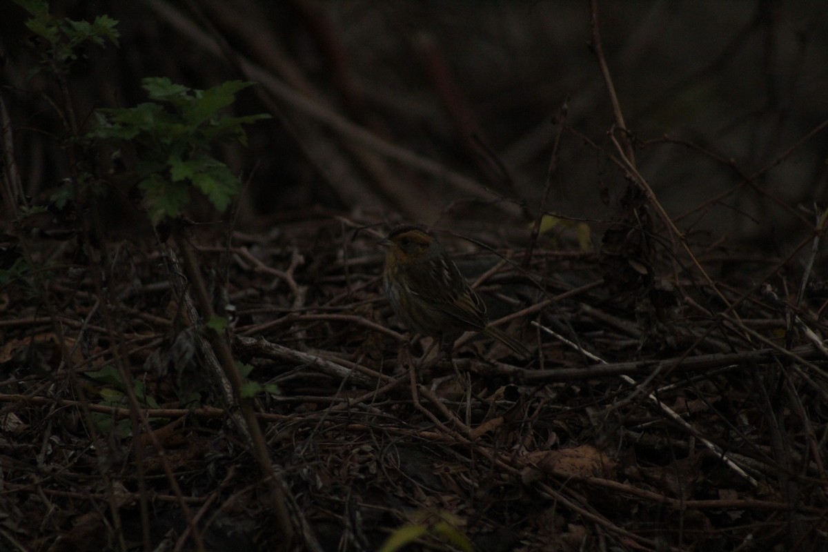 ネルソントゲオヒメドリ - ML645028563