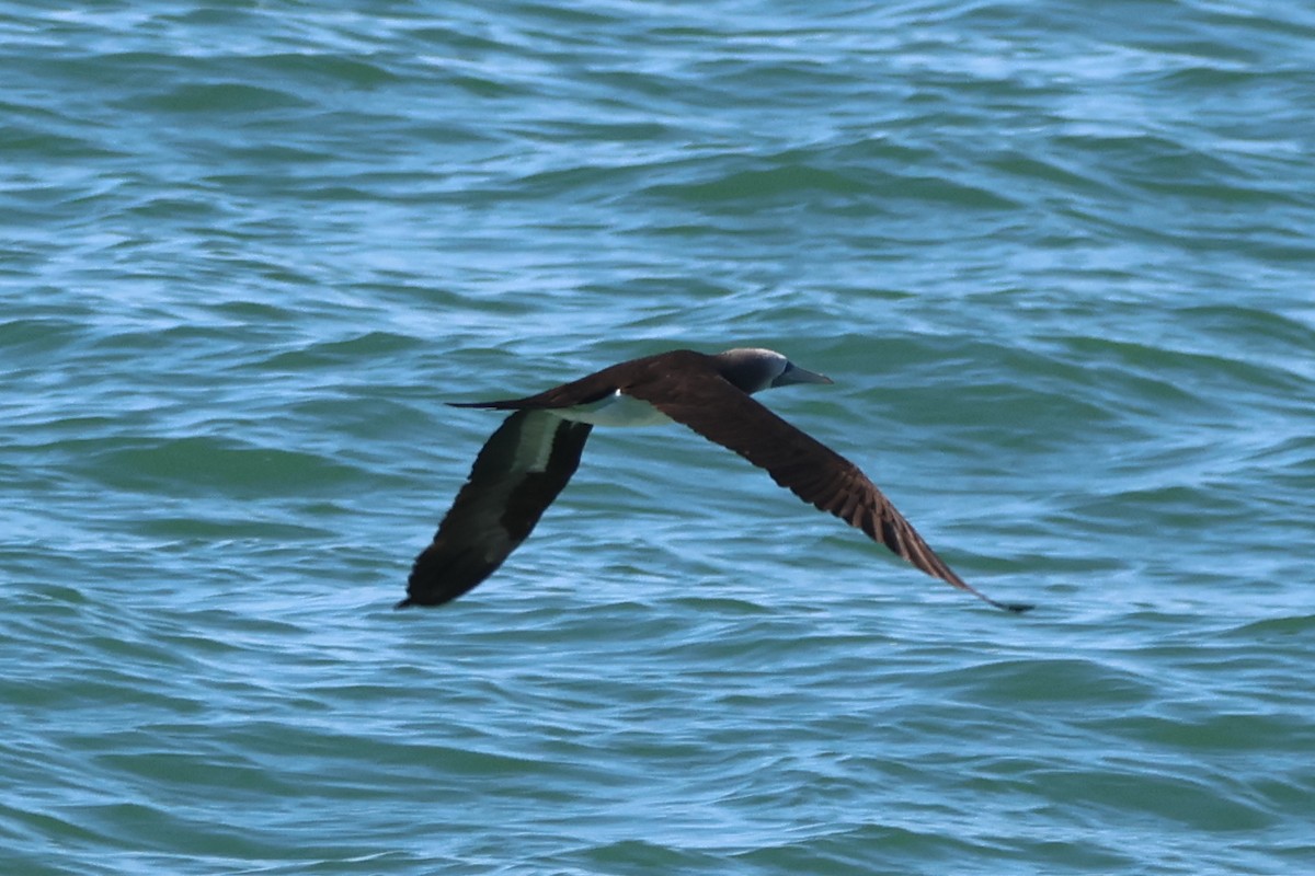 Cocos Booby - ML645028565