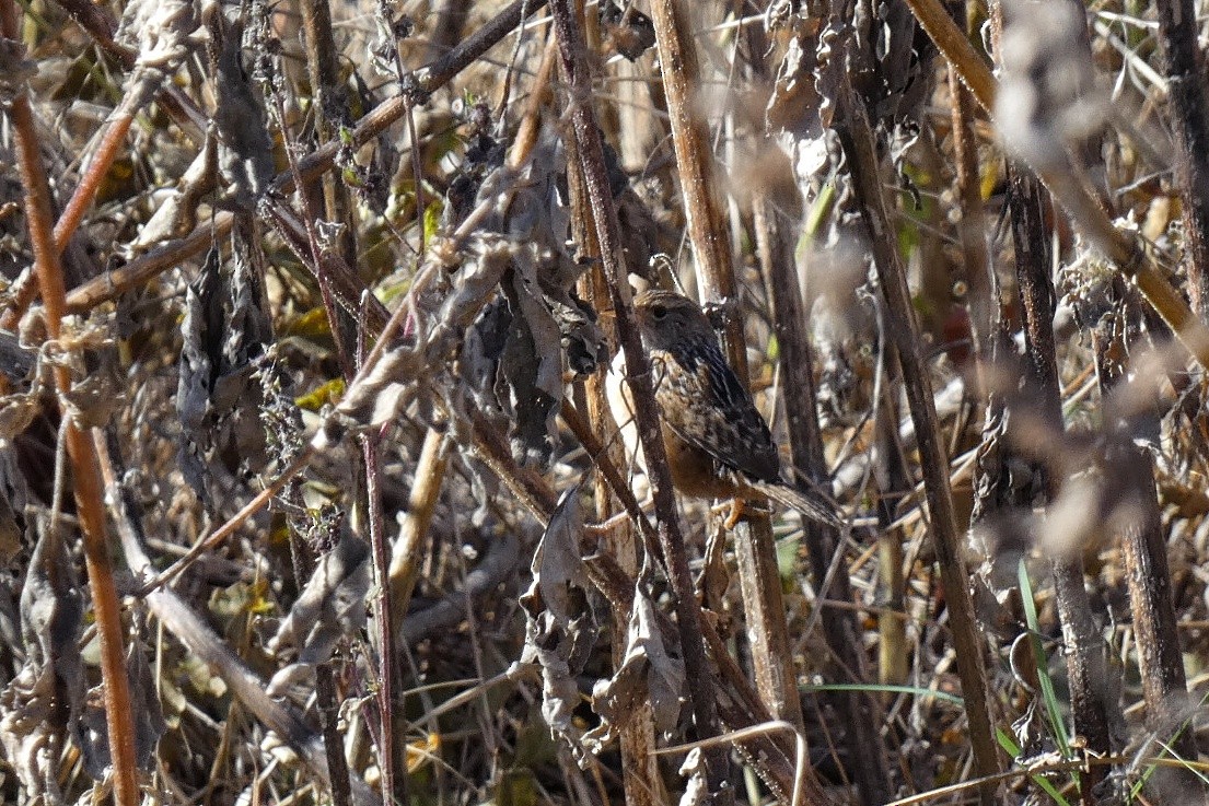 Sedge Wren - ML645028567
