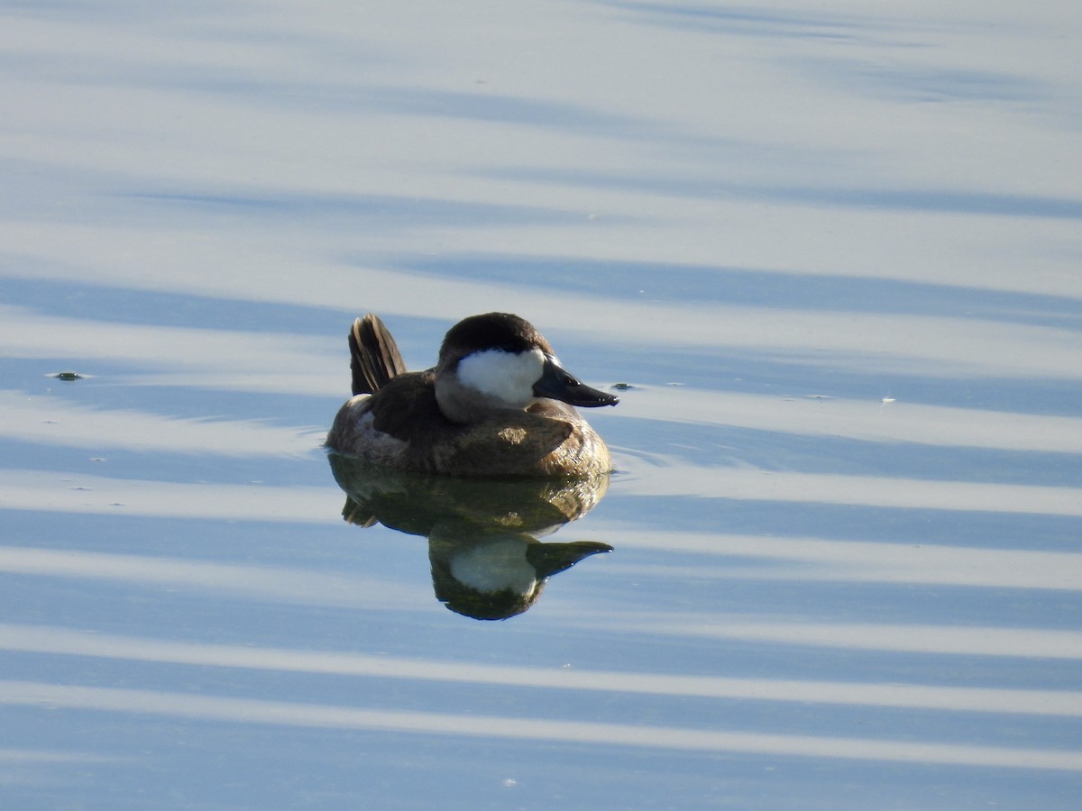 Schwarzkopf-Ruderente - ML645028570