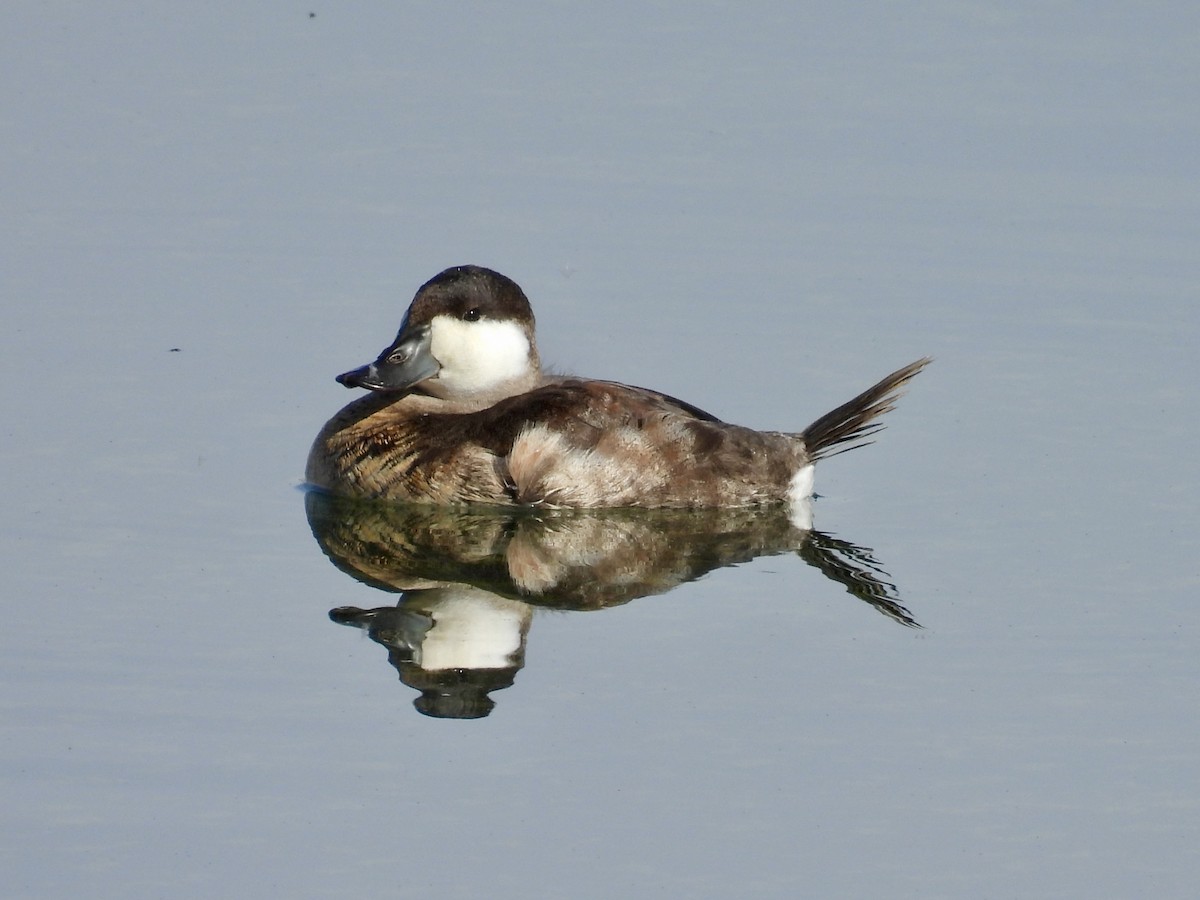 Schwarzkopf-Ruderente - ML645028571