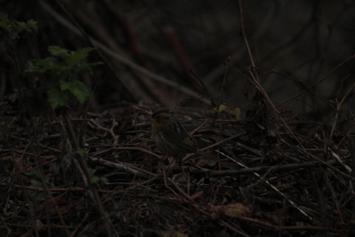 ネルソントゲオヒメドリ - ML645028584