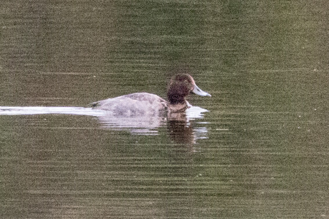 Redhead - ML645028587
