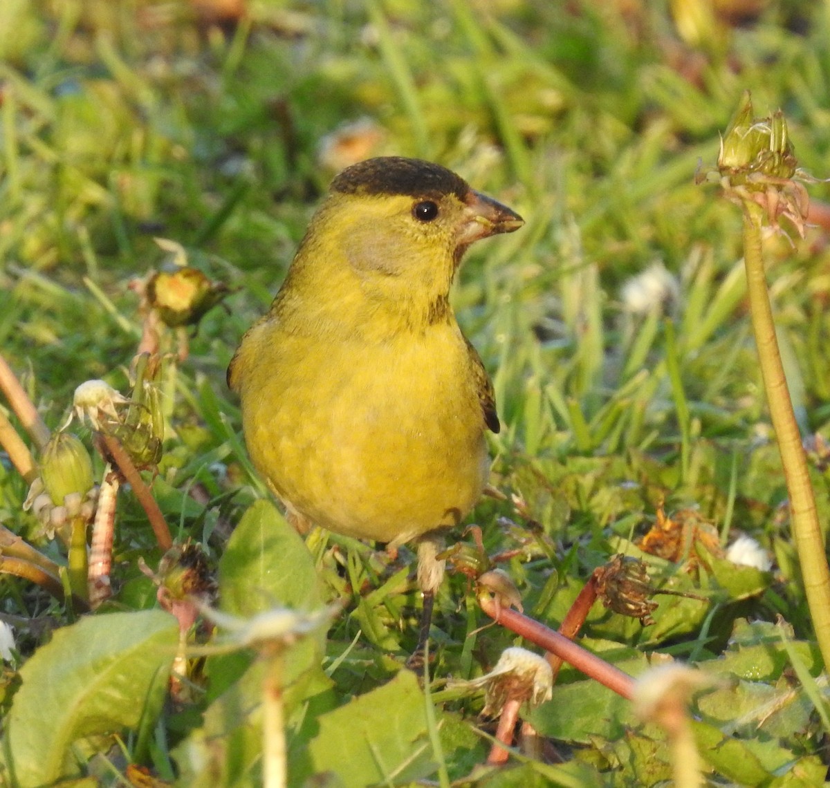 Black-chinned Siskin - ML645028592