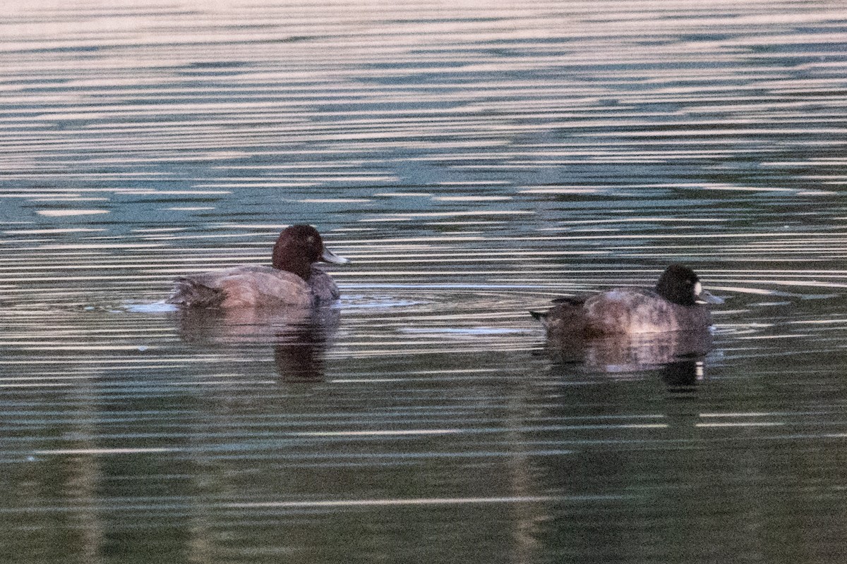 Redhead - ML645028597