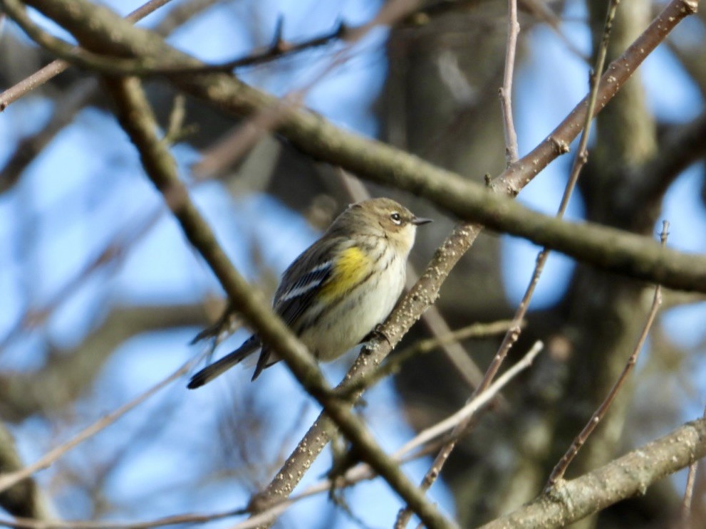 Yellow-rumped Warbler - ML645028600