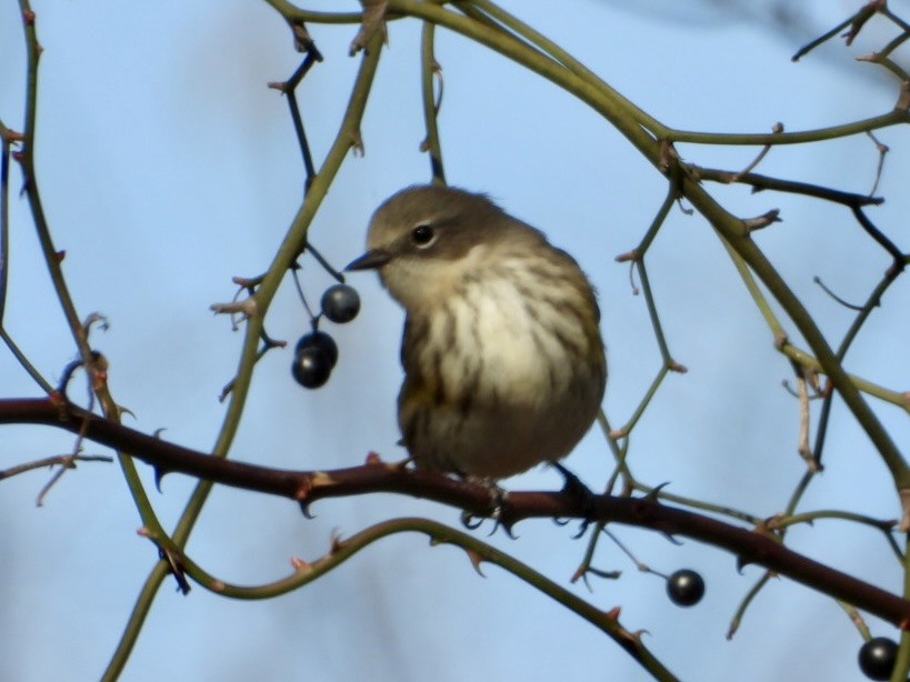 Yellow-rumped Warbler - ML645028601