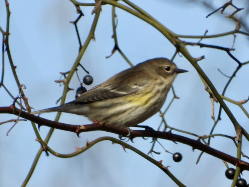 Yellow-rumped Warbler - ML645028602