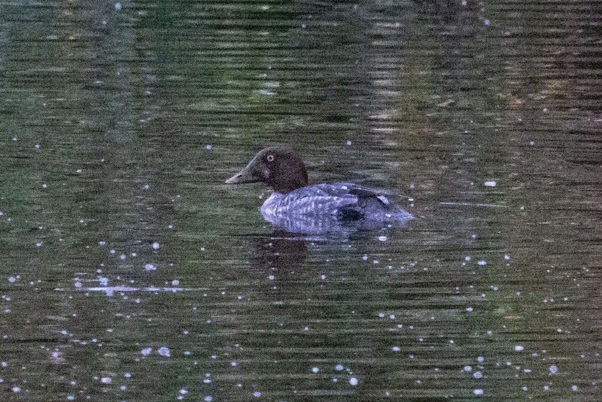 鵲鴨 - ML645028608