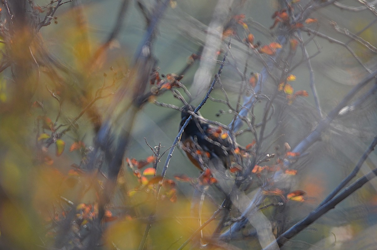 Spotted Towhee - ML645028612