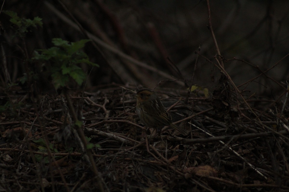 ネルソントゲオヒメドリ - ML645028614